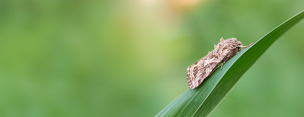 Image of a moth on a plant leaf